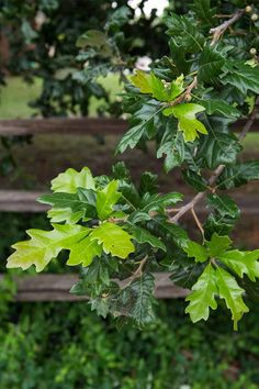 a tree branch with green leaves in front of a wooden fence