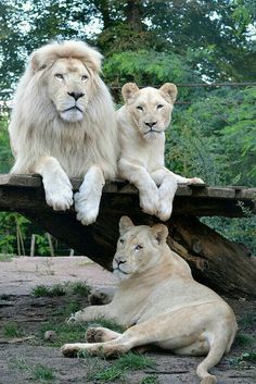 two white lions sitting next to each other on a log