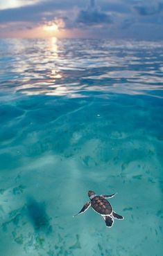 a turtle swims in the ocean at sunset or sunrise, as seen from above