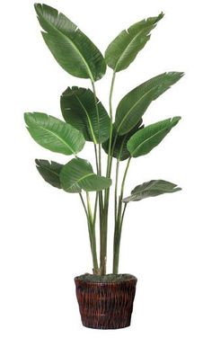 a potted plant with large green leaves