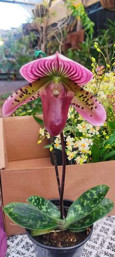 a pink flower is sitting in a pot on a table next to some boxes and flowers