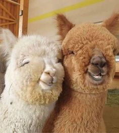 two llamas with their faces close to each other