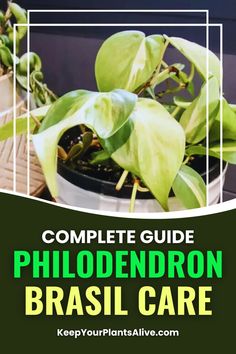 a plant in a pot with the title, complete guide to philoderron brasilli care