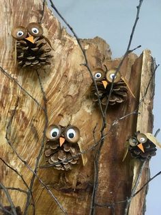 three pine cones with googly eyes are in the shape of owls on a tree branch