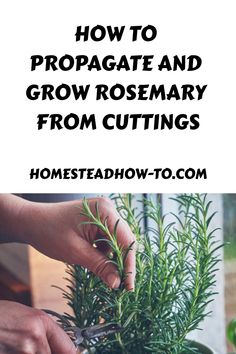 how to propagate and grow rosemary from cuttings in a pot with text overlay reading how to propagate and grow rosemary from cuttings