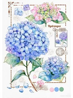 a watercolor painting of blue flowers and leaves on a sheet of paper with the words hydra