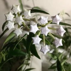 some white flowers are in a vase on a table next to a plant with green leaves