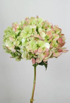 Hydrangeas Wedding Flowers, Wedding Hydrangeas, Hydrangeas Blue, Yellow Hydrangea, Wedding Flowers Hydrangea, Pink Hydrangeas, Red Hydrangea, Hydrangea Colors, Green Antique