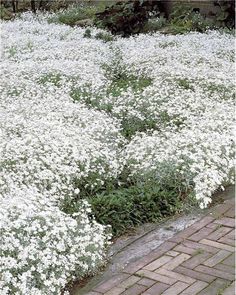 white flowers are growing in the middle of a brick path and shrubbery on either side