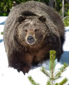 a large brown bear standing in the snow next to a pine tree and some trees