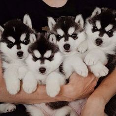 a person holding several puppies in their arms