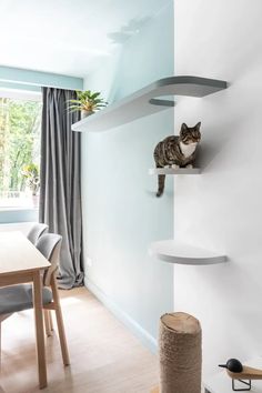 a cat sitting on top of a shelf in a living room next to a window