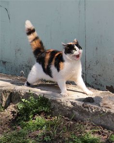 a cat that is standing on some rocks and has its mouth open with the words let me present the overly dramatic cat