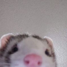 a close up of a ferret's face on a white wall with a pink nose