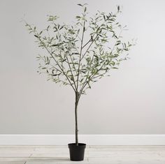 a potted plant with green leaves on the floor in front of a white wall