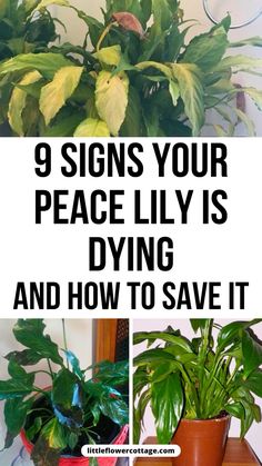 some plants that are on top of a table with the words 9 signs your peace lily is dying and how to save it