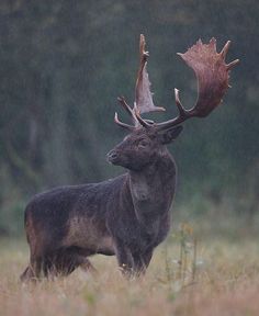 a deer with antlers standing in the rain