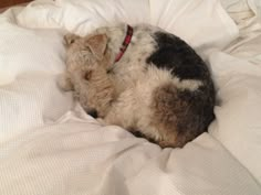 a dog laying on top of a bed covered in white sheets