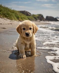 a puppy is standing on the beach looking at the camera with his paw in the water