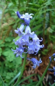 some blue flowers are growing in the grass