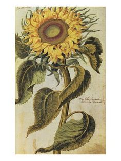 size: 24x18in Giclee Print: Sunflower. from 'Camerarius Florilegium' Art Print by Joachim Camerarius : Botanical Printables, Echinacea Benefits, Insect Print, Scrapbooking Journal, Herbal Plants, Healing Plants, Illustration Botanique, Healing Herbs, Botanical Drawings