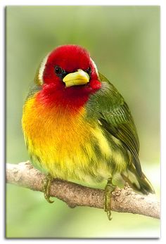 a colorful bird sitting on top of a tree branch in front of a green background