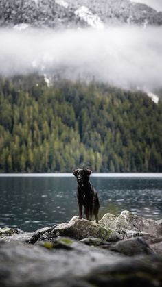 a dog standing on top of a rock next to a lake