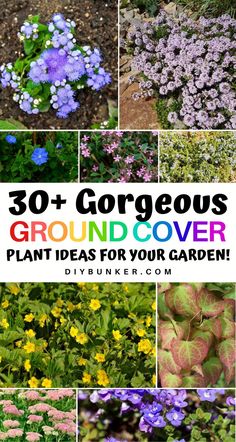 various pictures of different plants and flowers with the words, 30 + gorgeous ground cover plant ideas for your garden