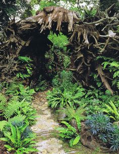 the path is surrounded by trees and plants