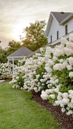 white flowers line the side of a house