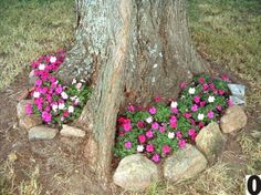 some flowers are growing in the middle of a rock garden bed under a tree trunk