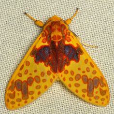 a yellow and red moth with spots on it's wings