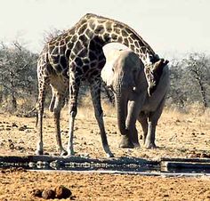 two giraffes standing next to each other on a dirt field