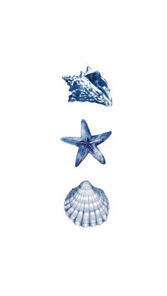 three seashells and one starfish are shown in blue on a white background