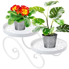 two potted plants sitting on top of white trays next to eachother