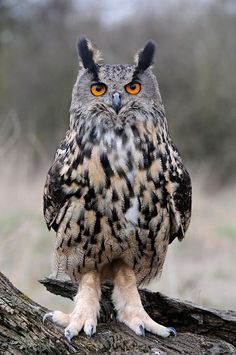 Beautiful Owl, Owls, Funny Animals, Birds, Funny, Animals