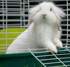 a white rabbit in a cage looking at the camera with its head hanging over it's side