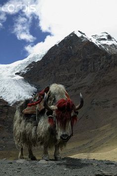 a yak standing on the side of a mountain with snow covered mountains in the background