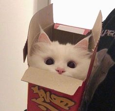 a white kitten is in a box with its eyes wide open and it's head sticking out