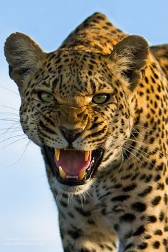 a close up of a leopard with its mouth open