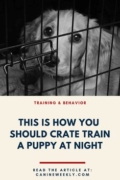 a dog in a cage with the text training & behavior this is how you should create a puppy at night