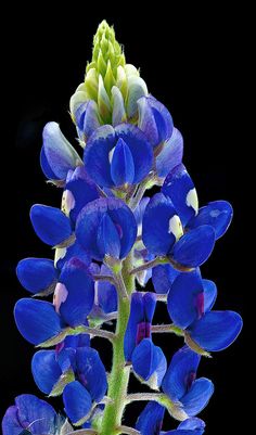 a close up of a blue flower on a black background