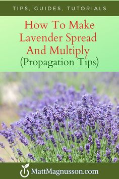 Learn how to easily propagate lavender from cuttings. Save money and grow your own lavender plants from cuttings for garden pots or as part of your garden landscape. Propagate Lavender, Lavender Plant Care, Propagation Tips, How To Propagate Lavender, Best Herbs To Grow, Potted Lavender, Lavender Plants, Lavender Leaves, Backyard Garden Diy