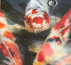 two orange and white koi fish swimming in water