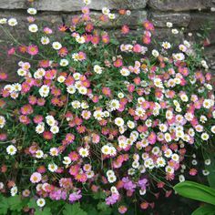 pink and white flowers in front of a brick wall