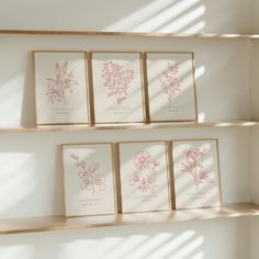 four framed flower prints on wooden shelves in a room with sunlight coming through the window