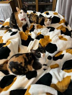 three cats sitting on top of a cow print blanket