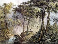 an old painting of trees and plants in the woods with water running through them,