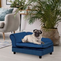 a small pug dog sitting on an ottoman in front of a potted plant