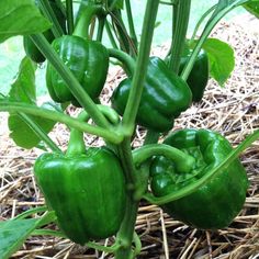 Yes, you can freeze bell peppers and save them for your favorite recipes! It's easy to freeze bell peppers from your garden or the store with these tips. Growing Snow Peas, Purple Bell Pepper, Romaine Lettuce Growing, Bell Pepper Plant, Planting Pumpkins